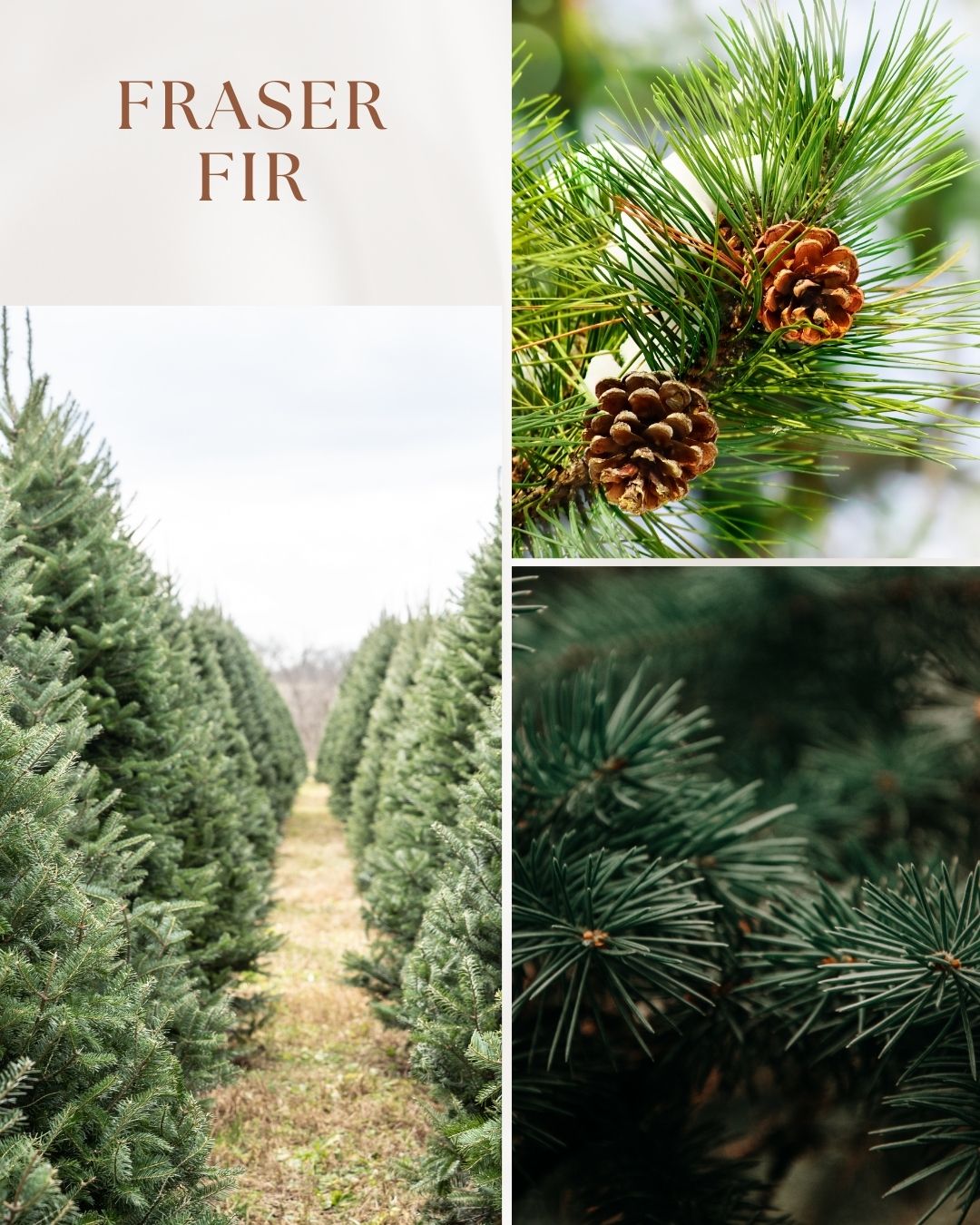 Fraser Fir